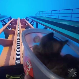 Кот прокатился на американских горках