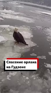 Спасение орлана в Нью-Йорке