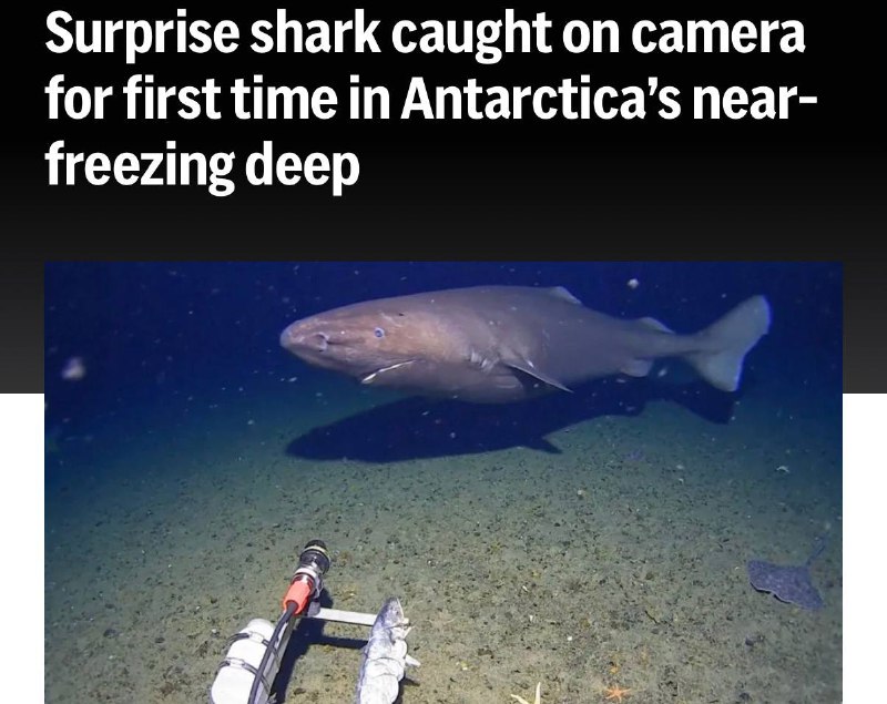 Акула замечена у берегов Антарктиды