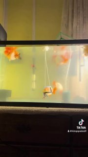 Рыбка Мистер Сью учится жить заново с помощью мини-коляски