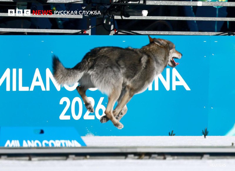 Мохнатый нарушитель на Олимпийских играх