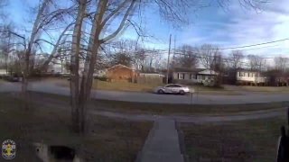 Пес-герой помог найти пропавшего ребенка в США