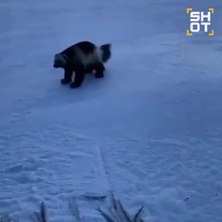 Росомаха украла рыбу у рыбаков на Камчатке