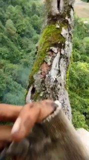 Сбор мёда диких пчёл в Индонезии