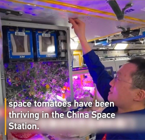 Китайские астронавты вырастили томаты в космосе
