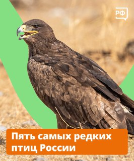 День орнитолога: редкие птицы России и помощь пернатым