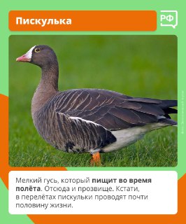 Иллюстрация 6