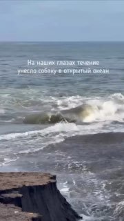 Россиянин спас тонущую собаку на Бали