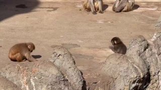 Обезьяна напала на детёныша в японском зоопарке