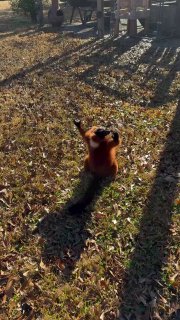 Лемур покорил соцсети