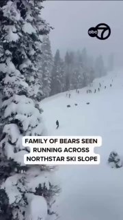 Медведи напугали лыжников в Калифорнии