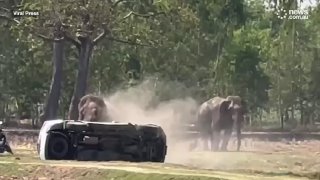 Слон разгромил деревню в Таиланде