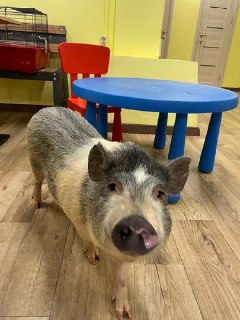 Нарушения в антикафе с мини-пигами в Ярославле