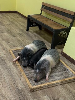 Мини-свиньям в Ярославле сократили рабочий день