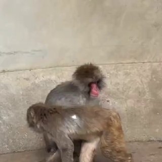 Малыш макака Панч нашел общий язык с сородичами