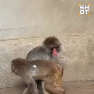 Панчи помог IKEA заработать миллионы