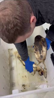 Птицы в мазуте на побережье Анапы