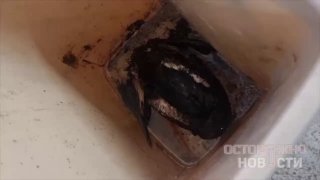 Иллюстрация 1