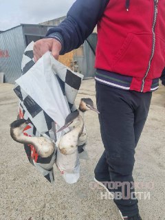 Иллюстрация 5