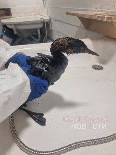 Иллюстрация 6