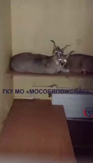 Спасение кошек из пожара в Москве