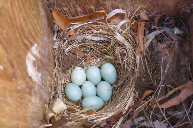 Фотография гнезда мухоловки-пеструшки из Кандалакшского заповедника