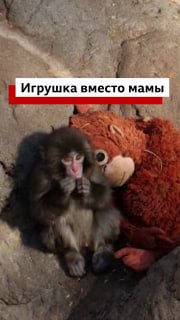Детеныш макаки подружился с игрушечным орангутаном в Японии