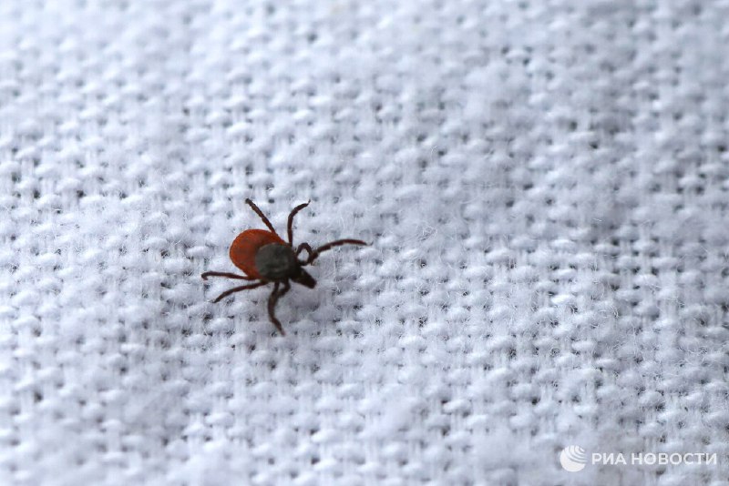 Ранняя атака клещей в 2026 году