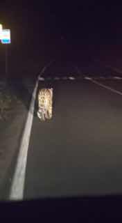 Краснокнижный леопард прошелся по трассе в Приморье