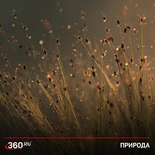 Ранняя атака клещей из-за теплой зимы