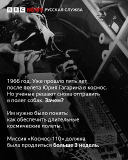 60 лет со дня запуска собак Ветерка и Уголька в космос