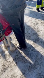 Измученный олень на ярмарке в Сухобузимском