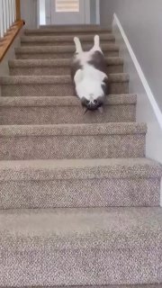 Национальный День ничегонеделания