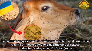 Украинское зерно обвинили в эпидемии во Франции