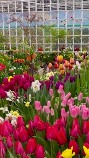 В Ботаническом саду в Москве зацвели весенние цветы