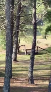 Боевики CJNG готовятся к столкновениям в Гвадалахаре