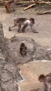 Панч освоил ходьбу на двух ногах и вызвал фурор в сети