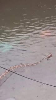 Затопление на Бали: релоканты делятся видео