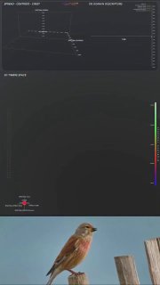 Ученые предсказывают расшифровку коммуникаций животных