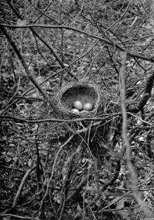 Пионеры фотографии дикой природы