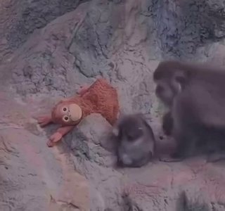 Панти обняли