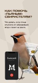 Опьяненные свиристели появятся в Москве в марте