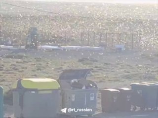 Нашествие саранчи на Канарских островах