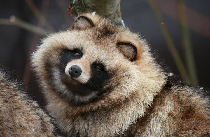 Тануки стесняются какать при людях