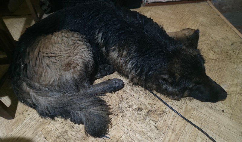 Бойцы спасли и приютили раненого пса