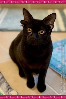 Четвероухий котенок Добби покорил соцсети