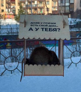 Крыса оккупировала домик для птиц в Мурино