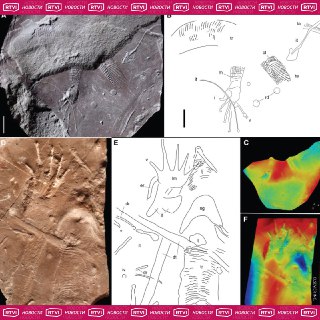 Обнаружен отпечаток древней рептилии в Германии