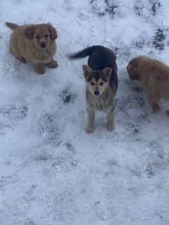 БАРС-Курск отбивается от "мимишного" ДРГ