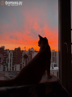 Иллюстрация 1